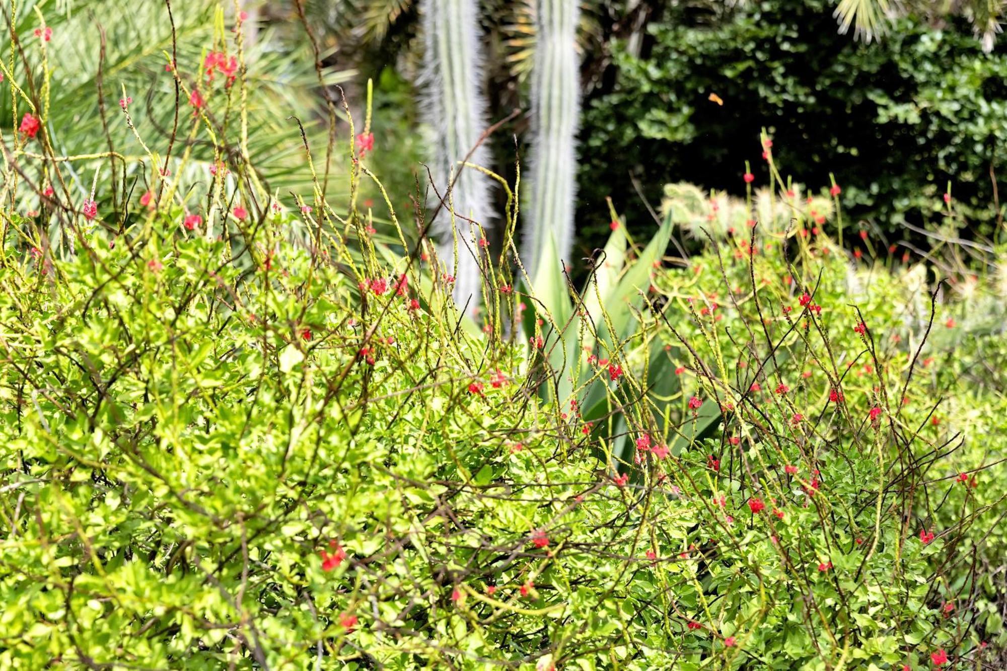 Red Palm Village Playa Exteriör bild