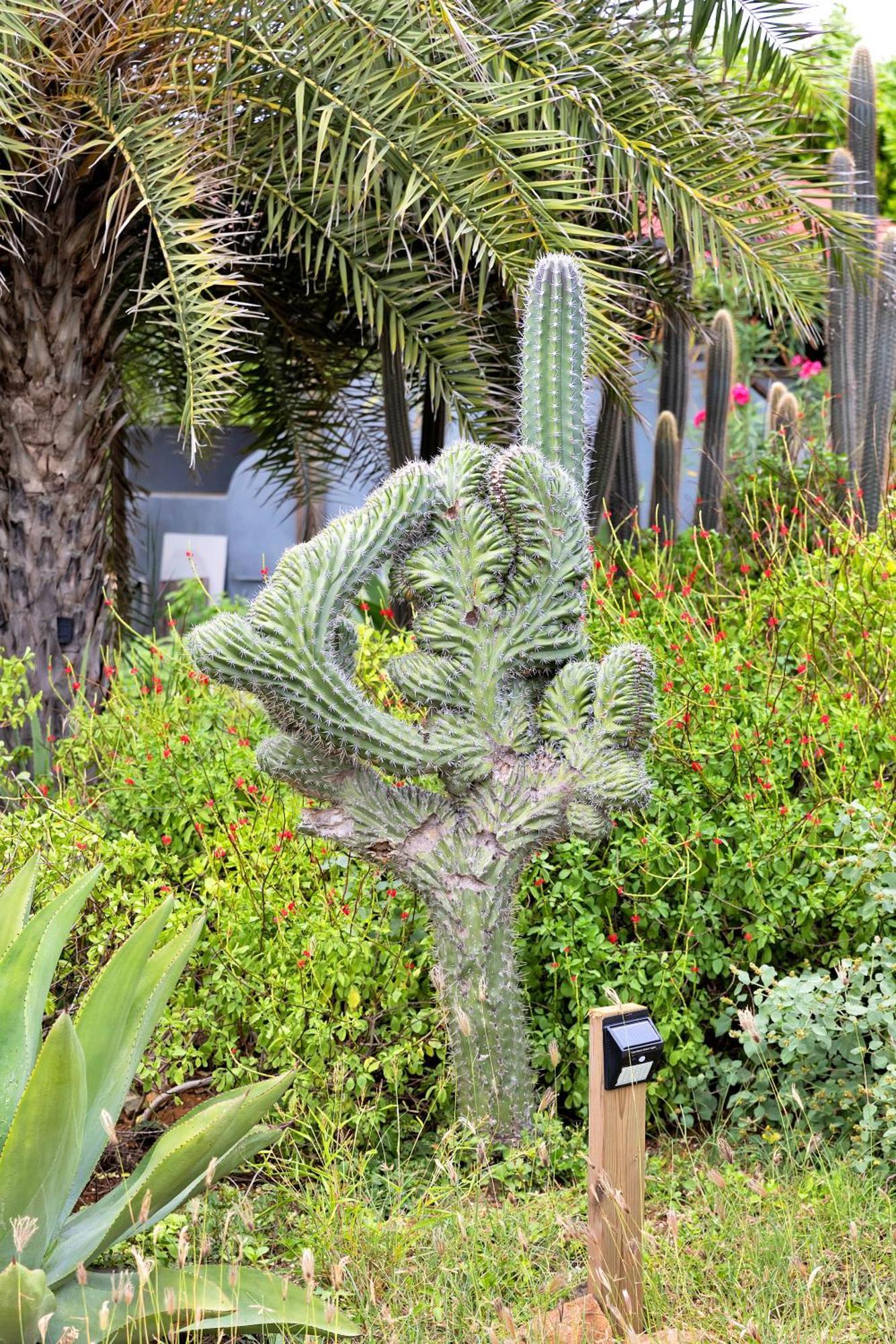 Red Palm Village Playa Exteriör bild