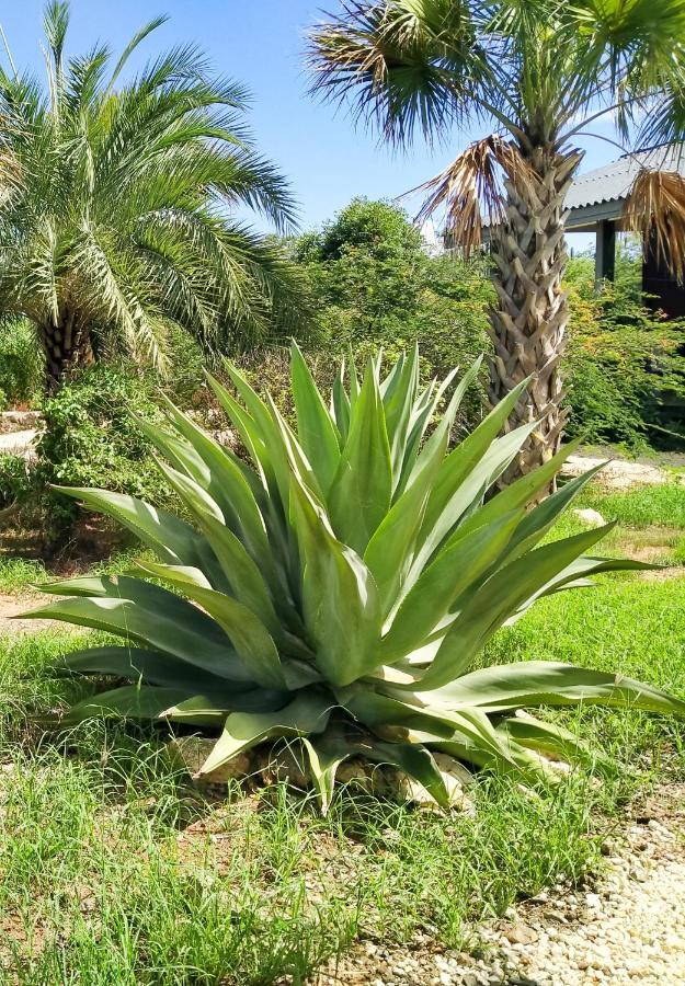 Red Palm Village Playa Exteriör bild